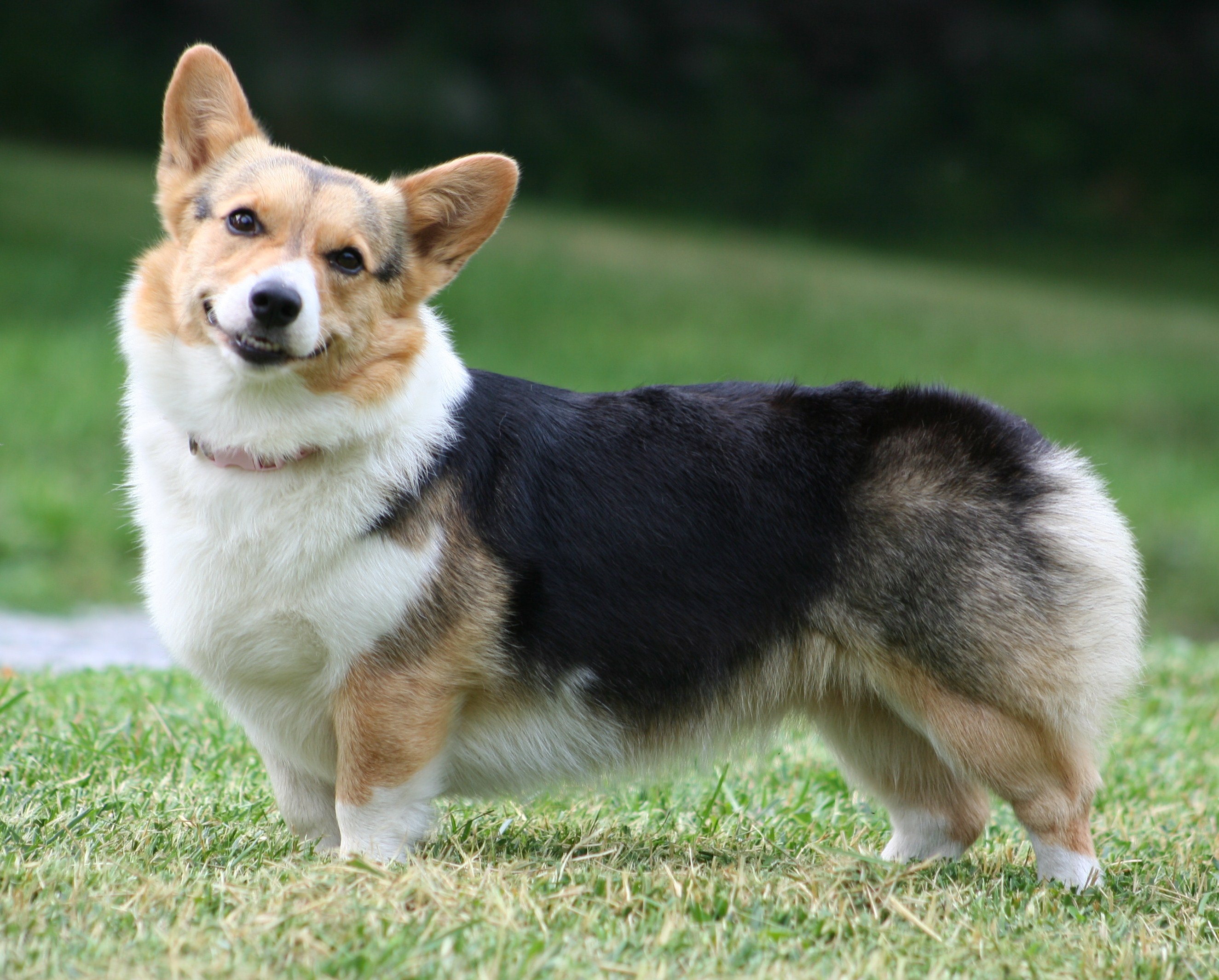 Corgi Dog Pictures